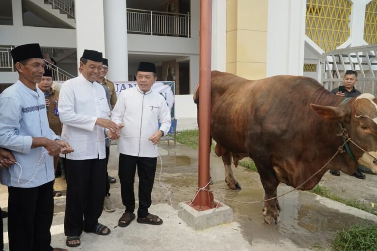 Gubernur Al Haris Serahkan Sapi Kurban Presiden Prabowo Seberat 930 Kilogram di Jambi